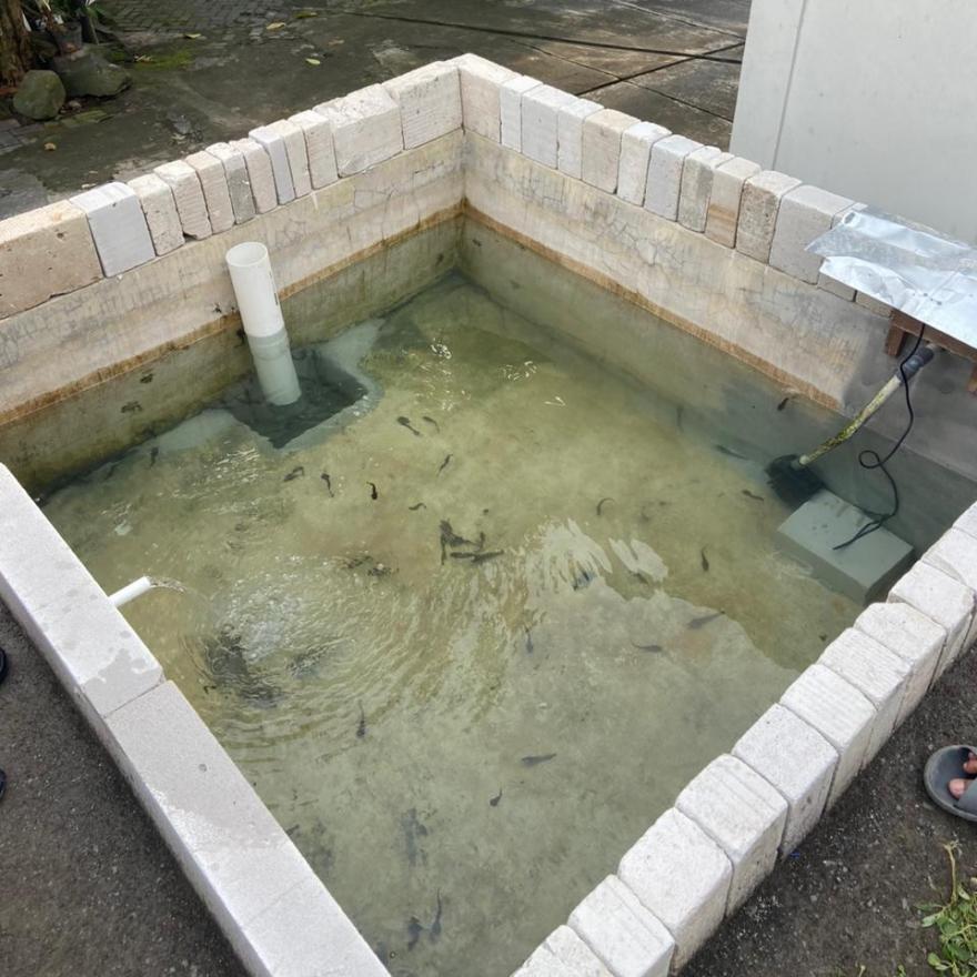 Bahu-membahu KKN PPM UGM dan Warga Blimbingsari Merintis Akuaponik